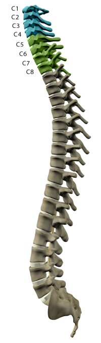 Levels of Injury - Understanding Spinal Cord